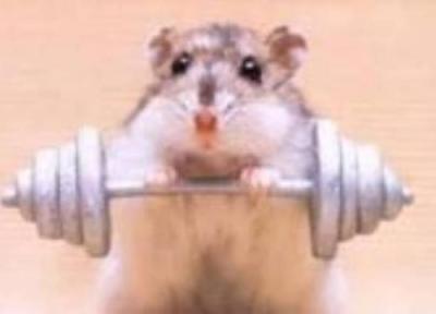 موش ها و مصرف استروئید
