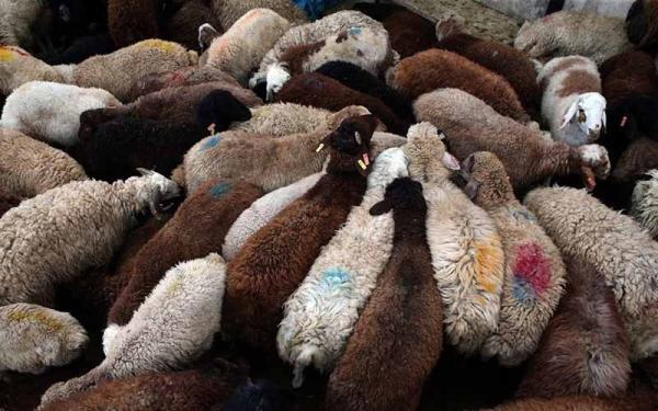 قیمت گوشت قرمز 15 خرداد 1401، علت افزایش قیمت چیست؟