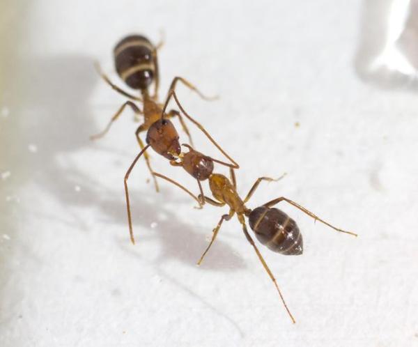 مورچه ها از طریق بوسه رای گیری می نمایند!