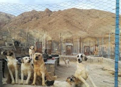 سگ های نقاهتگاه آرادکوه، عقیم سازی شده اند