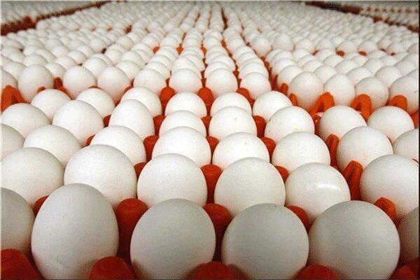 عرضه تخم مرغ بالاتر از 3 هزار و 100 تومان گرانفروشی است