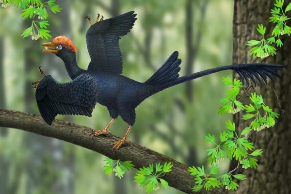 بازسازی دیجیتالی جمجمه پرنده 120 میلیون ساله