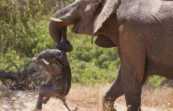 فیل مادر جنازه بچه اش را با خود این سو و آن سو می برد ، عکس