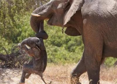 فیل مادر جنازه بچه اش را با خود این سو و آن سو می برد ، عکس