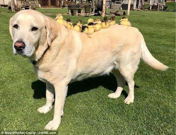 این سگ پدرخوانده 9 جوجه اردک شده است